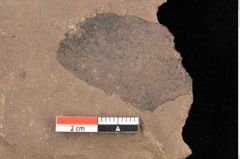Foto (Detailsansicht) von Quercus mediterranea, Unger (NHMW-GEO-2024-0188-0943)